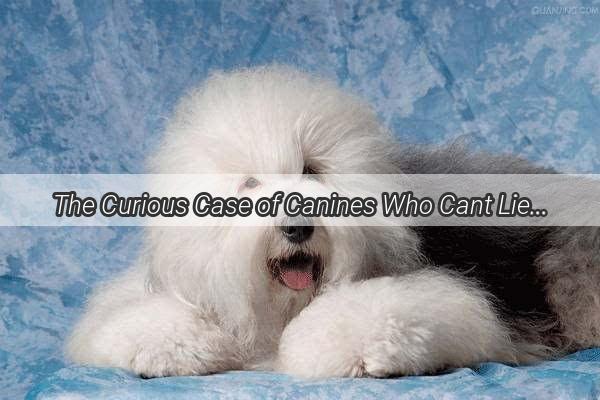 The Curious Case of Canines Who Cant Lie Down Whats Keeping Them on Their Toes